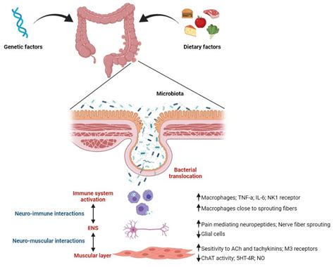 diverticulosis icd-10|Colonic Diverticulosis